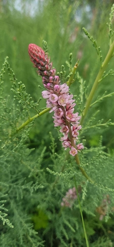 Myricaria bracteata