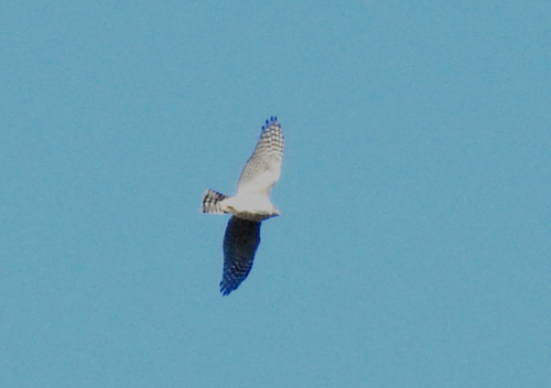 Eurasian Sparrowhawk