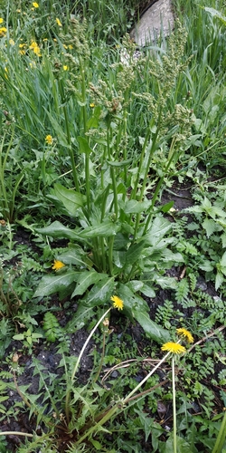 Rumex rugosus, photograph 2