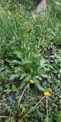 Rumex rugosus