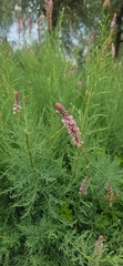 Myricaria bracteata, photograph (c) Xthnob, some rights reserved (CC BY)