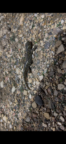 Western Tiger Salamander