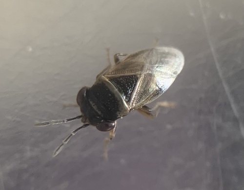 Geocoris megacephalus