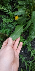 Rumex rugosus