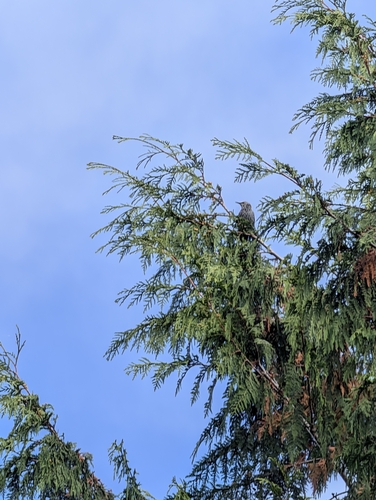 European Starling
