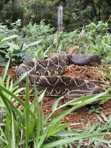 Neotropical Rattlesnake
