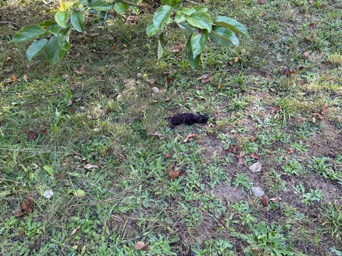 American Black Bear