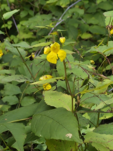 pale jewelweed