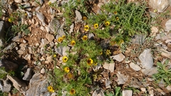 Adonis microcarpa