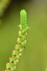 Crassula muscosa muscosa