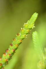 Crassula muscosa muscosa