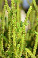Crassula muscosa muscosa