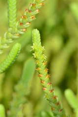 Crassula muscosa muscosa