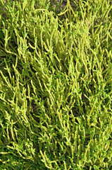 Crassula muscosa muscosa