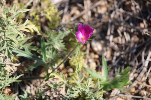 Callirhoe involucrata, 2026-09-20