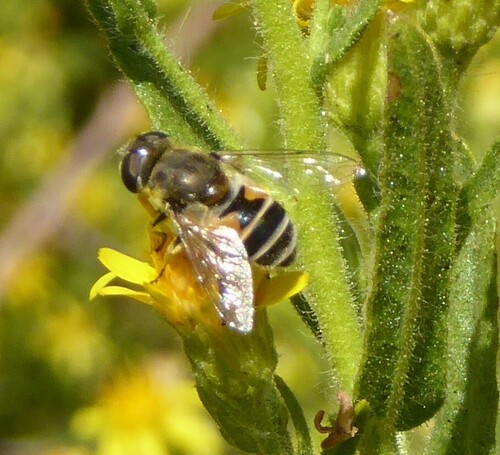 Eurasian Drone Fly
