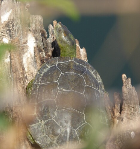 Mediterranean Turtle