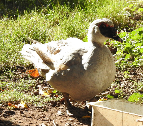 Domestic Muscovy Duck