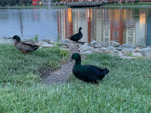 Domestic Mallard