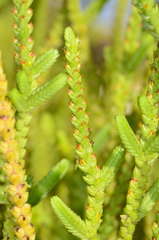 Crassula muscosa muscosa