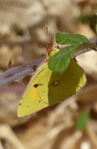 Clouded Yellow