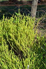 Crassula muscosa muscosa