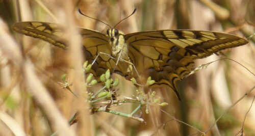 Old World Swallowtail