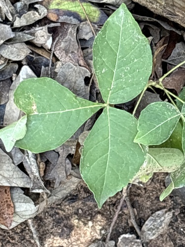 common hoptree