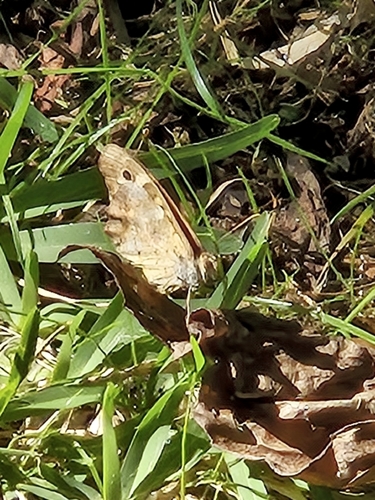 Speckled Wood