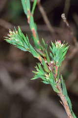 Leucopogon glacialis