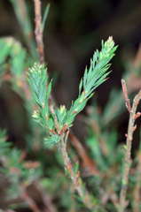 Leucopogon glacialis