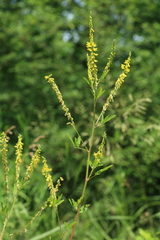Melilotus officinalis