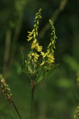 Melilotus officinalis