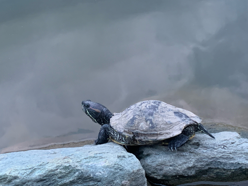 Red-eared Slider