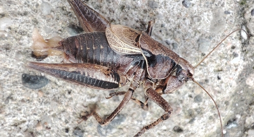 Dark Bush-cricket