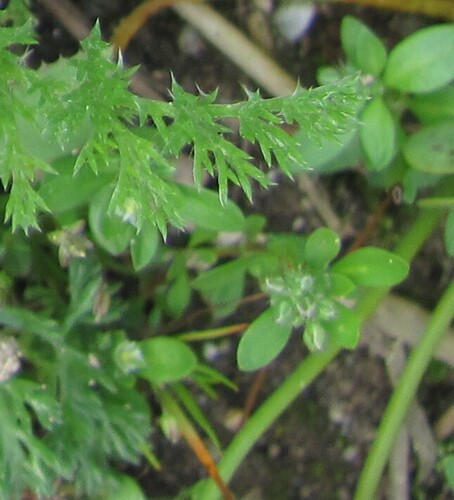 Polycarpon tetraphyllum, photograph 3