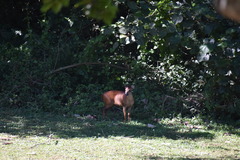 Cephalophorus natalensis