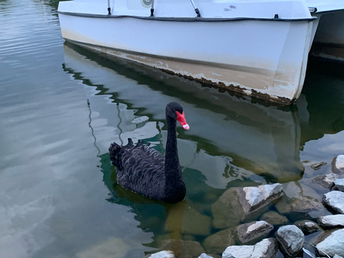 Black Swan