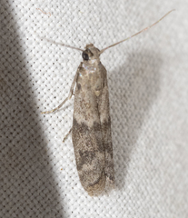 Eurythmia angulella