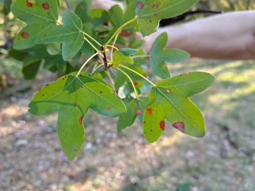 Montpellier Maple