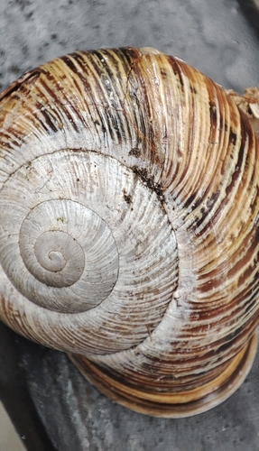 Caucasotachea atrolabiata