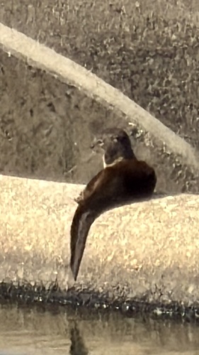 North American River Otter
