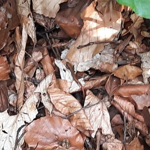 European Copper Skink