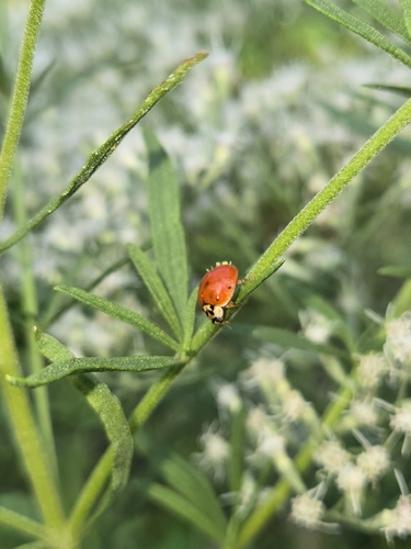 Asian Lady Beetle