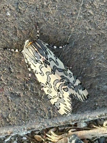 Arachnis citra