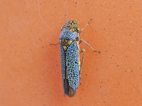 Broad-headed Sharpshooter