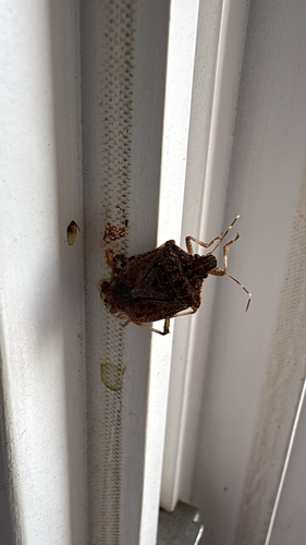 Brown Marmorated Stink Bug
