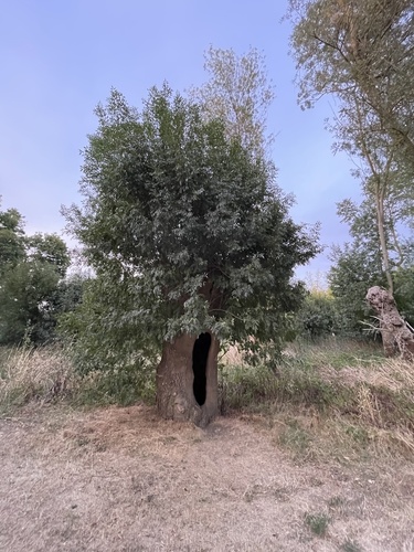 Service-tree