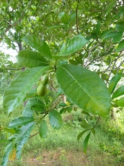 Tabernaemontana alba
