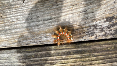 Knot Grass Moth